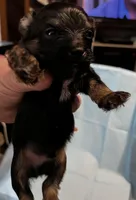 Blackntan, a male Yorkipoo for sale in Bryson City, NC – Photo 2 of 2