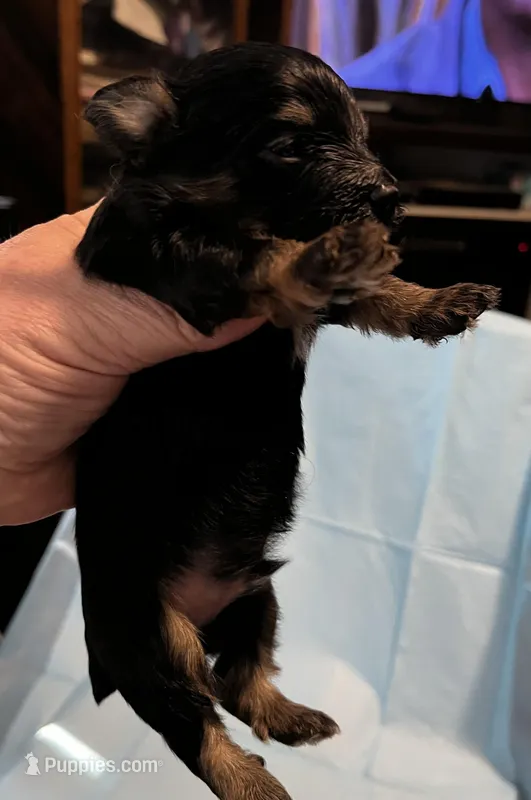 Blackntan – Yorkipoo puppy for sale in Bryson City, NC
