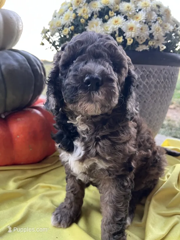Cocoa-Mini-Medium – Goldendoodle puppy for sale in Albion, IL