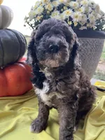 Cocoa-Mini-Medium, a female Goldendoodle for sale in Albion, IL – 1 of 5