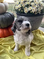 Autumn- Mini-Medium, a female Goldendoodle for sale in Albion, IL – 3 of 5