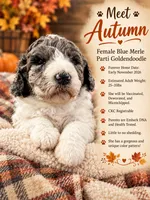 Autumn- Mini-Medium, a female Goldendoodle for sale in Albion, IL – 2 of 5