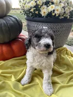 Autumn- Mini-Medium, a female Goldendoodle for sale in Albion, IL – 4 of 5