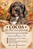 Cocoa-Mini-Medium, a female Goldendoodle for sale in Albion, IL – 5 of 5