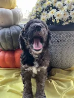 Cocoa-Mini-Medium, a female Goldendoodle for sale in Albion, IL – 3 of 5