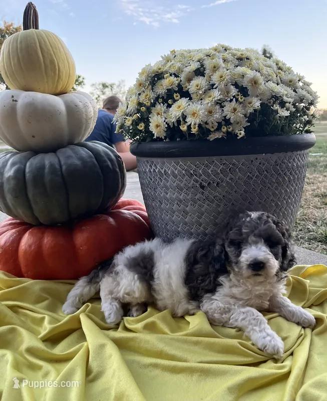 Autumn- Mini-Medium – Goldendoodle puppy for sale in Albion, IL