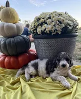 Autumn- Mini-Medium, a female Goldendoodle for sale in Albion, IL – 1 of 5