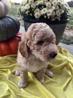 Pumpkin- Mini-Medium, a male Goldendoodle for sale in Albion, IL – 2 of 4
