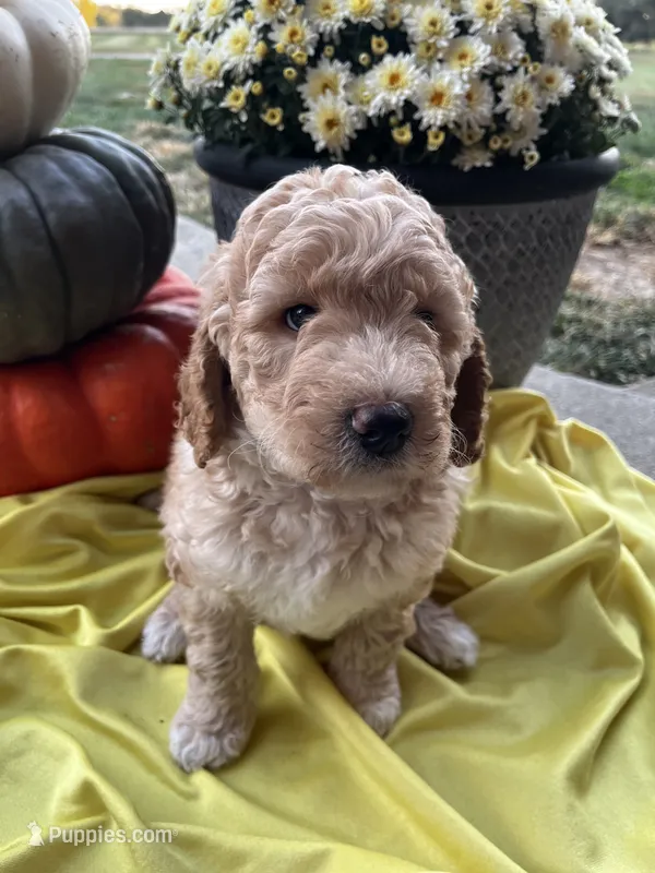 Pumpkin- Mini-Medium – Goldendoodle puppy for sale in Albion, IL