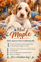 Maple- Mini-Medium, a male Goldendoodle for sale in Albion, IL – 3 of 3
