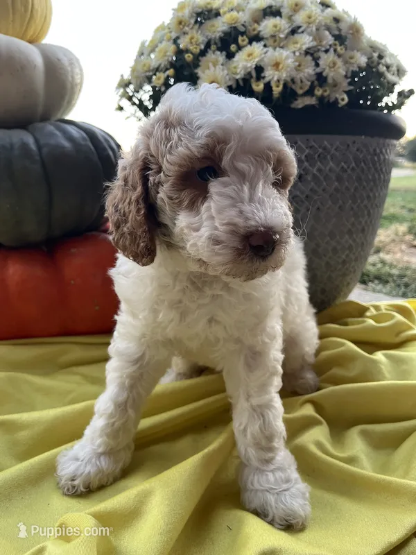 Ginger Mini- Medium – Goldendoodle puppy for sale in Albion, IL