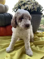 Ginger Mini- Medium, a female Goldendoodle for sale in Albion, IL – 1 of 3