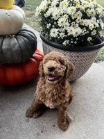 Cider- Mini-Medium, a male Goldendoodle for sale in Albion, IL – 2 of 4