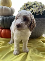 Maple- Mini-Medium, a male Goldendoodle for sale in Albion, IL – 2 of 3