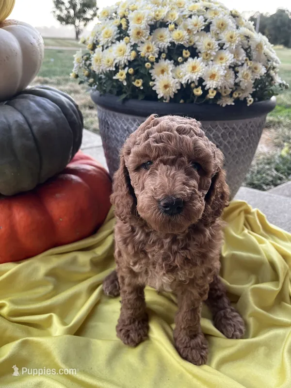 Cider- Mini-Medium – Goldendoodle puppy for sale in Albion, IL