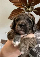 Cocoa-Mini-Medium, a female Goldendoodle for sale in Albion, IL – 4 of 5