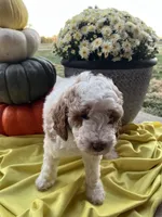 Ginger Mini- Medium, a female Goldendoodle for sale in Albion, IL – 2 of 3