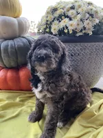 Cocoa-Mini-Medium, a female Goldendoodle for sale in Albion, IL – 2 of 5
