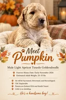 Pumpkin- Mini-Medium, a male Goldendoodle for sale in Albion, IL – 3 of 4