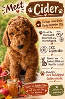 Cider- Mini-Medium, a male Goldendoodle for sale in Albion, IL – 4 of 4