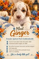 Ginger Mini- Medium, a female Goldendoodle for sale in Albion, IL – 3 of 3