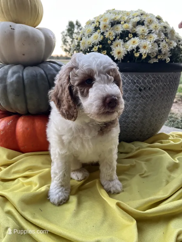 Maple- Mini-Medium – Goldendoodle puppy for sale in Albion, IL