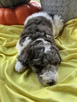 Autumn- Mini-Medium, a female Goldendoodle for sale in Albion, IL – 5 of 5