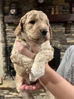 Pumpkin- Mini-Medium, a male Goldendoodle for sale in Albion, IL – 4 of 4