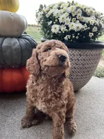 Cider- Mini-Medium, a male Goldendoodle for sale in Albion, IL – 3 of 4