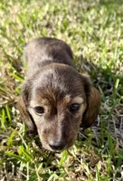 Brindle Female “Left Eye”, a female Miniature Dachshund for sale in Middleburg, FL – Photo 3 of 3