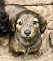 Brindle Female “Left Eye”, a female Miniature Dachshund for sale in Middleburg, FL – Photo 2 of 3