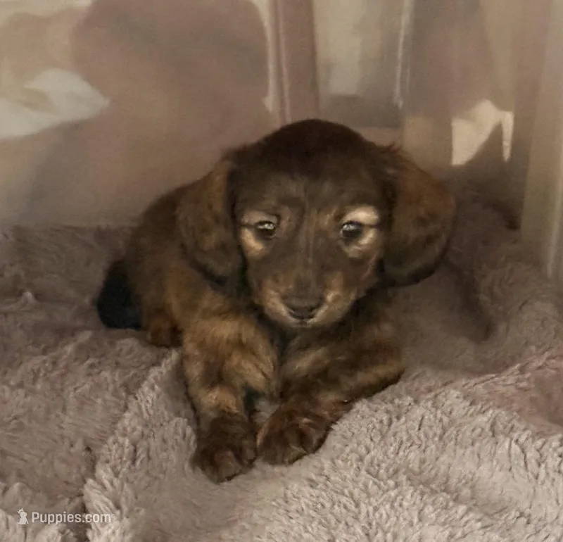 Brindle Female “Left Eye” – Miniature Dachshund puppy for sale in Middleburg, FL