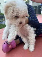 Oli, a male Poodle - Toy  for sale in Sacramento, CA – 5 of 10