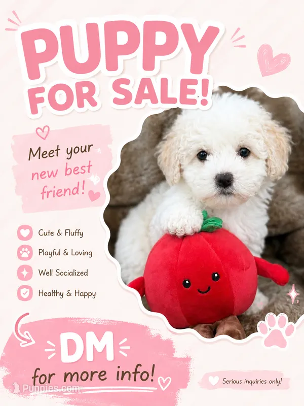 Oli – Poodle - Toy  puppy for sale in Sacramento, CA