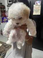 Oli, a male Poodle - Toy  for sale in Sacramento, CA – 7 of 10