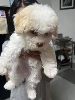 Oli, a male Poodle - Toy  for sale in Sacramento, CA – 3 of 10
