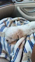 Oli, a male Poodle - Toy  for sale in Sacramento, CA – 10 of 10