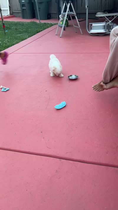 Oli, a male Poodle - Toy  for sale in Sacramento, CA – 9 of 10