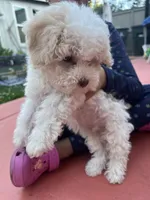 Oli, a male Poodle - Toy  for sale in Sacramento, CA – 4 of 10