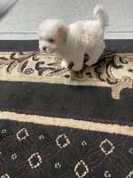 Oli, a male Poodle - Toy  for sale in Sacramento, CA – 6 of 10