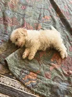 Oli, a male Poodle - Toy  for sale in Sacramento, CA – 8 of 10