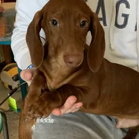 Paulie, a male Dachshund for sale in Hallsville, MO – Photo 1 of 4