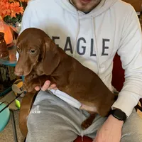 Paulie, a male Dachshund for sale in Hallsville, MO – Photo 2 of 4