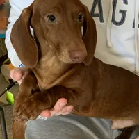 Paulie, a male Dachshund for sale in Hallsville, MO – Photo 4 of 4