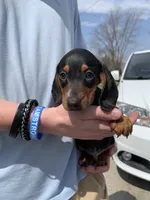 Oscar, a male Dachshund for sale in Hallsville, MO – Photo 3 of 4