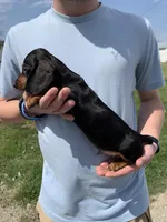 Oscar, a male Dachshund for sale in Hallsville, MO – Photo 2 of 4