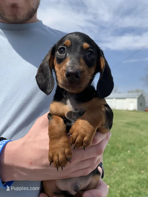 Oscar – Dachshund puppy for sale in Hallsville, MO