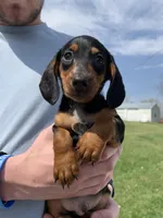 Oscar, a male Dachshund for sale in Hallsville, MO – Photo 1 of 4