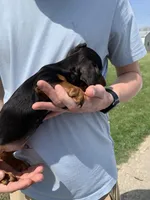 Oscar, a male Dachshund for sale in Hallsville, MO – Photo 4 of 4