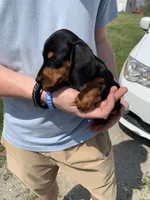 Luna, a female Dachshund for sale in Hallsville, MO – Photo 3 of 4